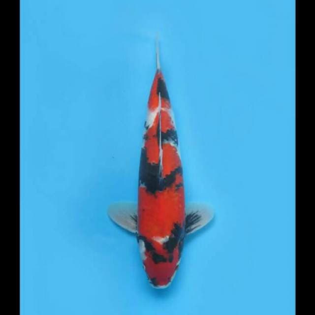 Showa Sanshoku Original Pola 32cm Male Tosai