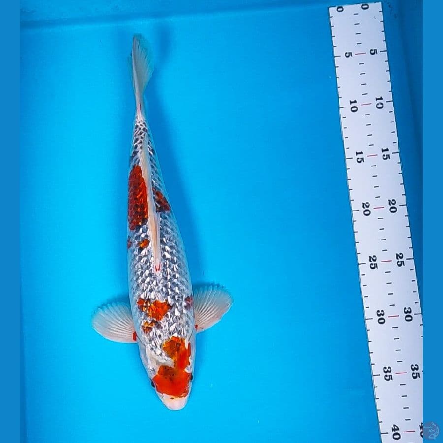 goshiki ginrin 33cm male