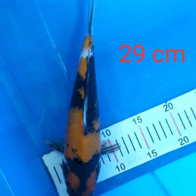 Showa 29 cm
