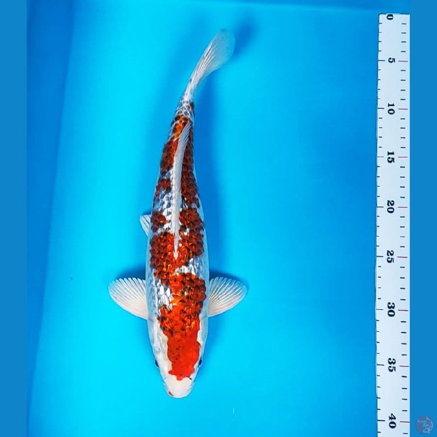 red kujaku ginrin 33cm male