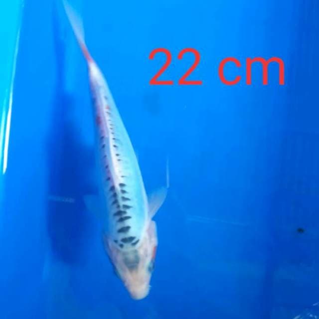 Shusui 22 cm