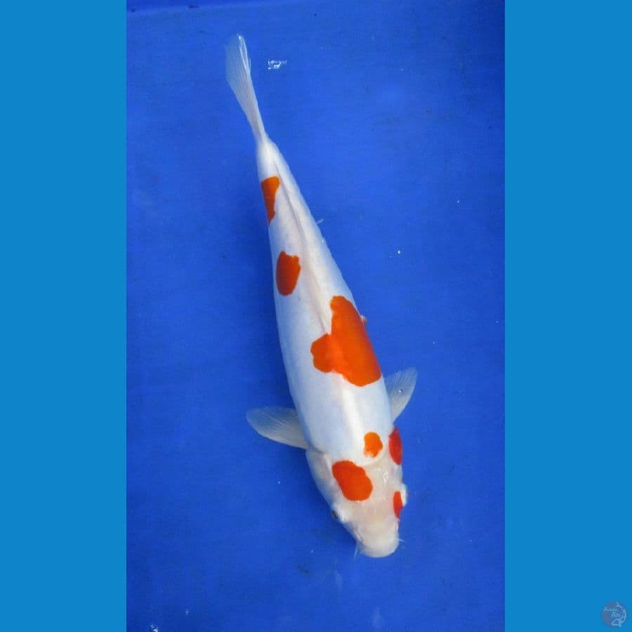 kohaku doitsu ±33cm