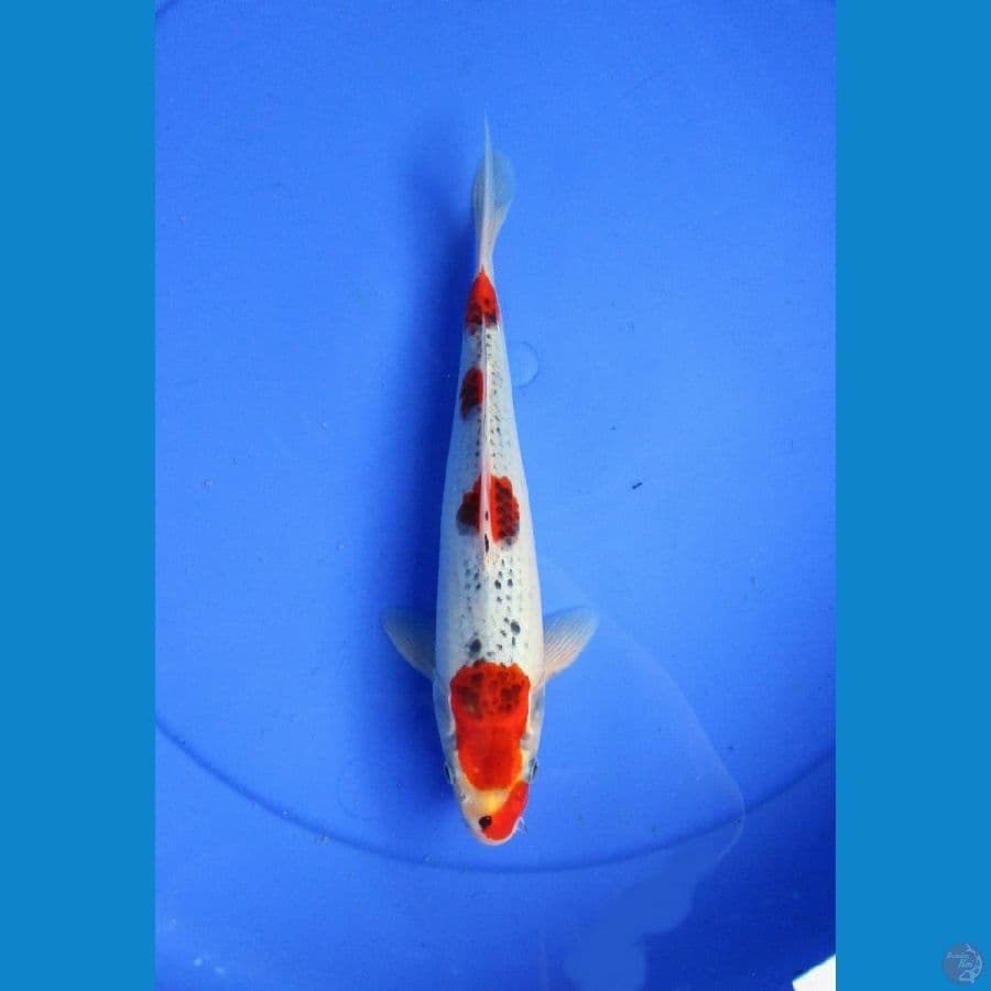 gosiki ±27 cm