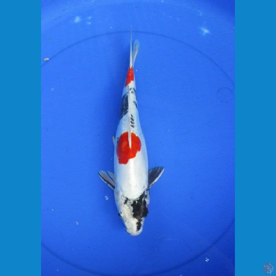 kin showa doitsu ±32cm