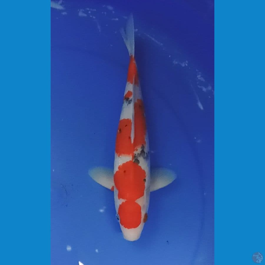 sanke 30cm