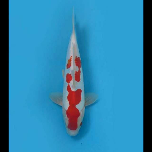 Doitsu Original Patern 30cm Male Tosai