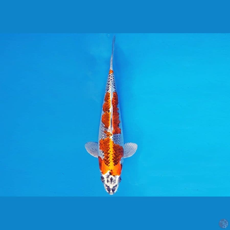 YORI 1 - KUJAKU 29 cm/fm ™