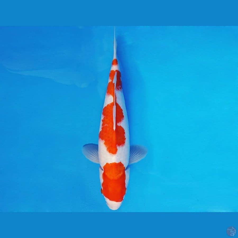 YORI 2 - KOHAKU 37 cm/fm ®