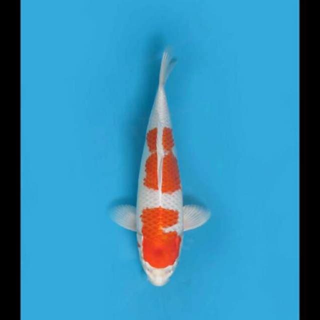 Hariwake Full Hikari 32cm Female Tosai