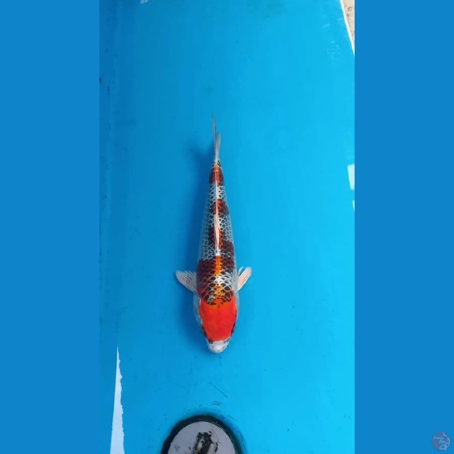 Kujaku 29cm Male