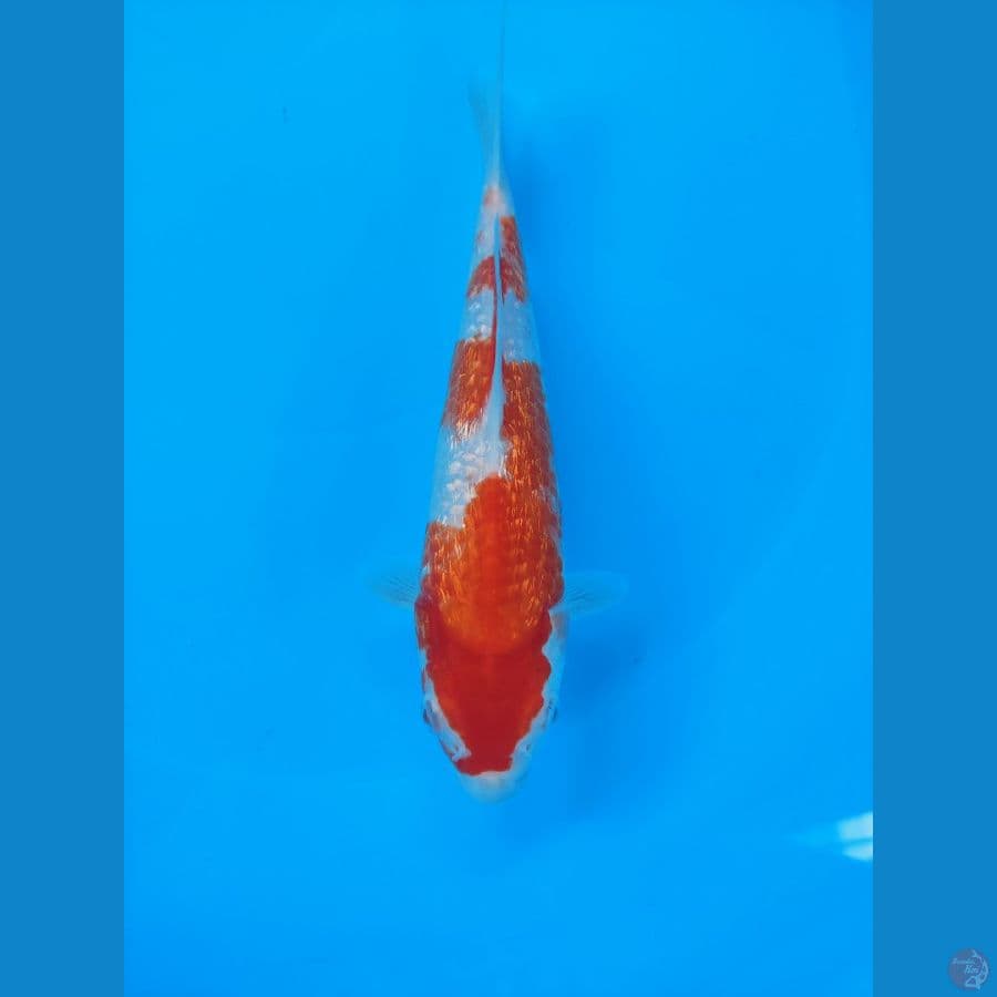 Kohaku Gindrin