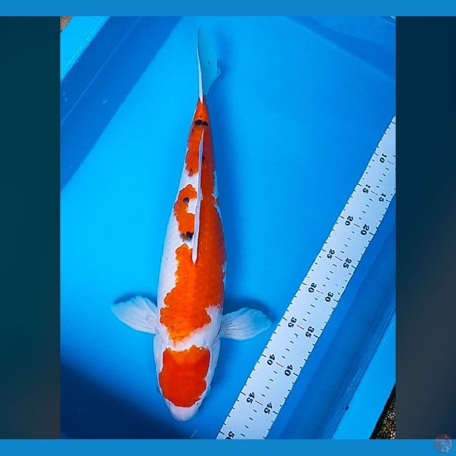 maruten sanke 45cm