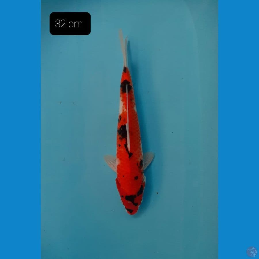 Showa 32 cm