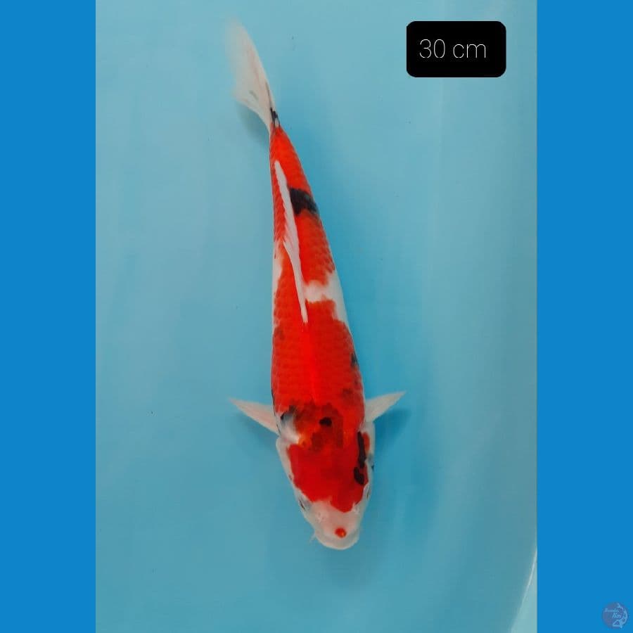 Showa 30 cm