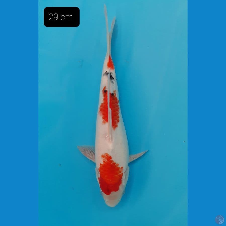 Showa 29 cm