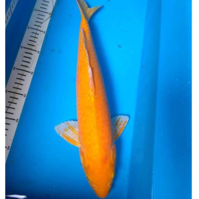 JUMBO KARASI 44 cm