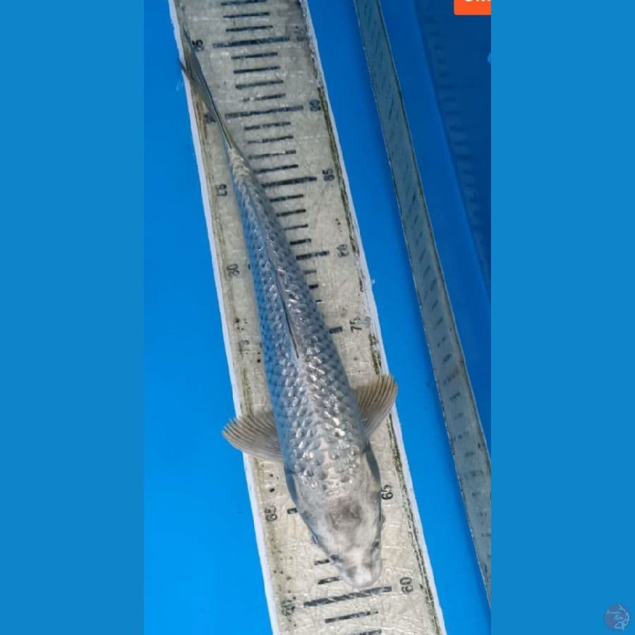 Gin matsuba 32cm