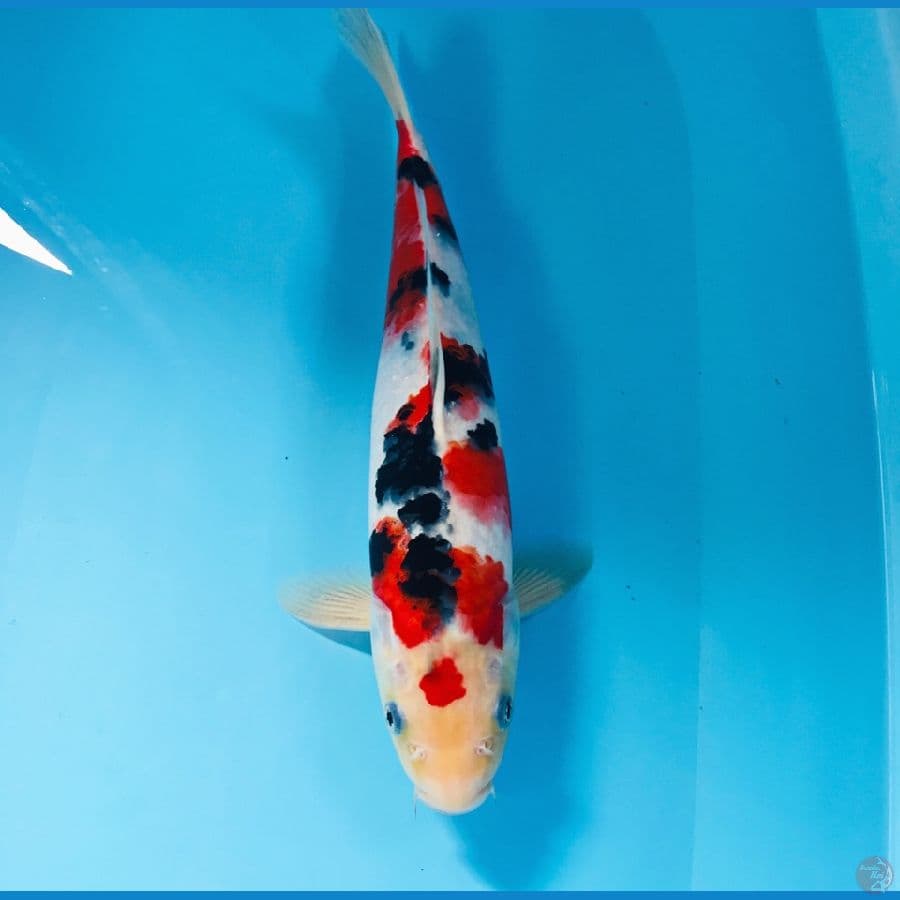 sanke, 35cm