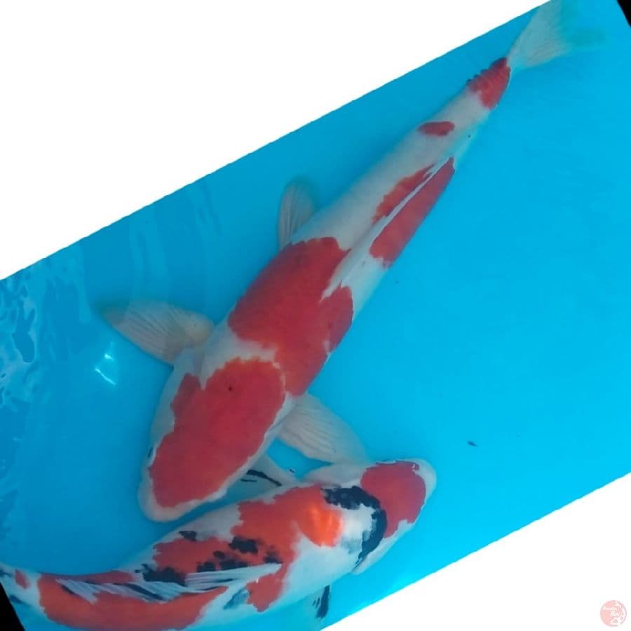 SIAP DI BREEDING