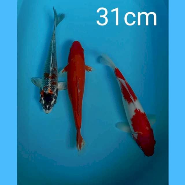 Mix 31cm