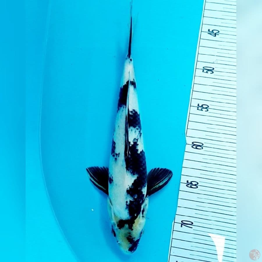 shiro 30cm