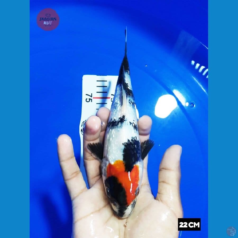 JK012 - Tancho Showa Ginrin size 22Cm