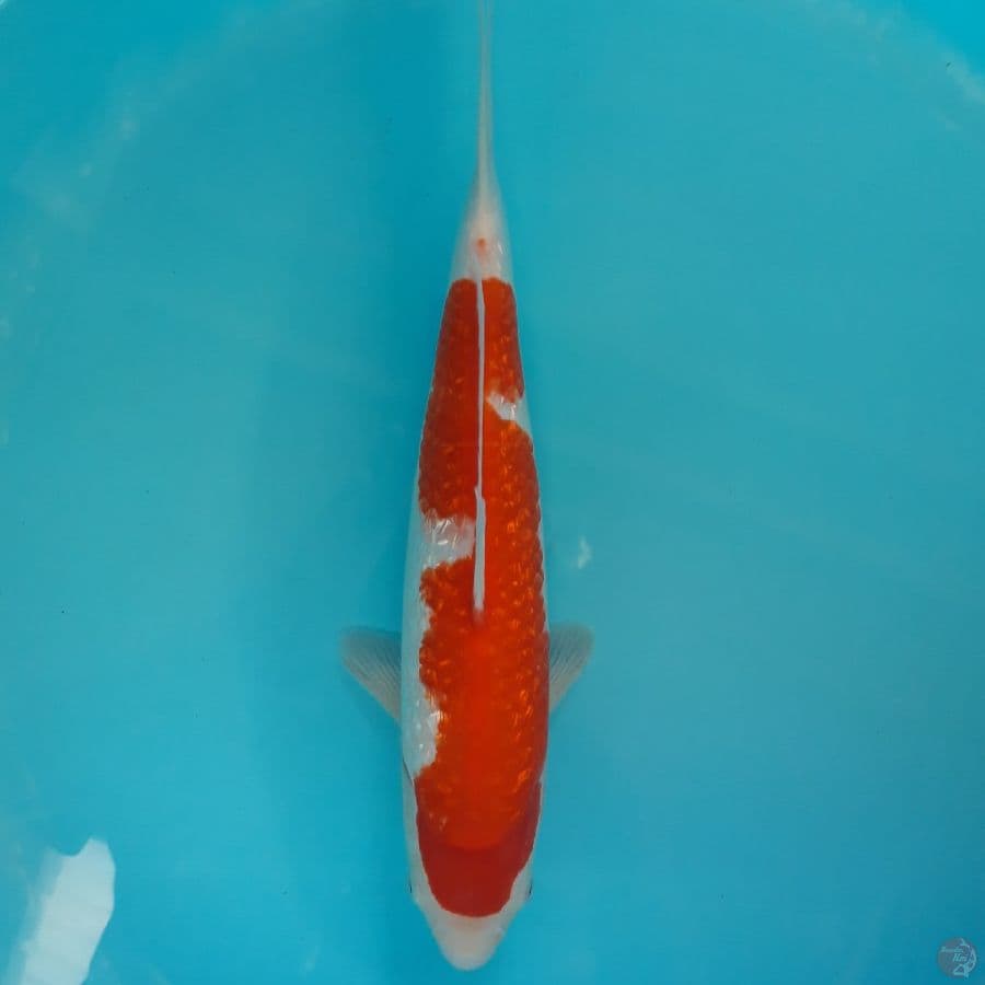 Kohaku Ginrin Strong Ori 35cm
