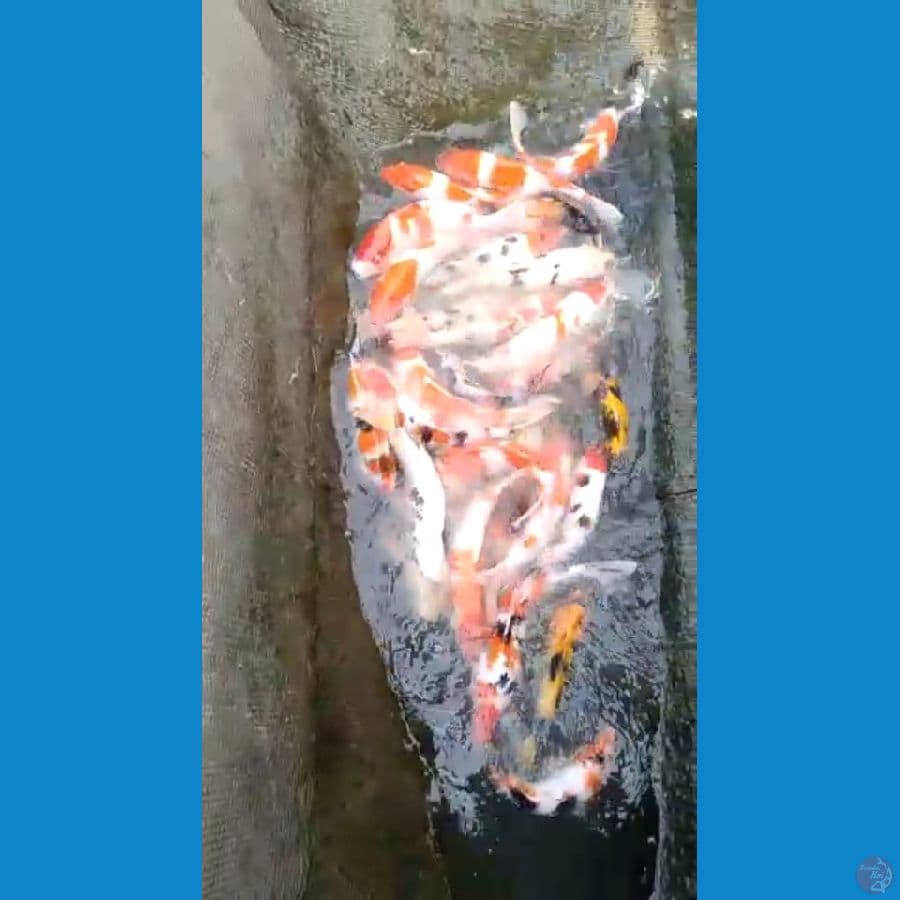kohaku sangke 20 25 27 ekor