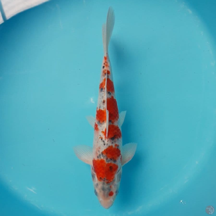 Kindai Goshiki Jantan 32cm