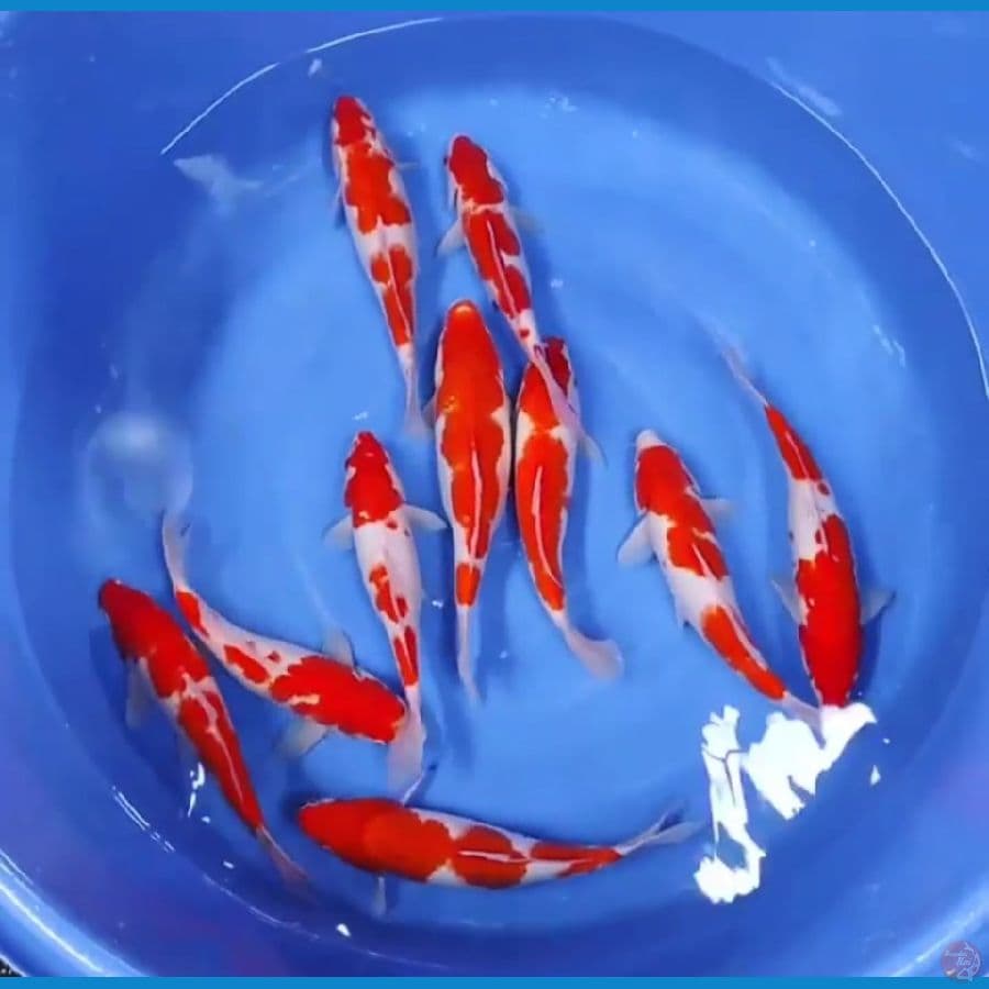 PAKET KOHAKU 30 33 CM