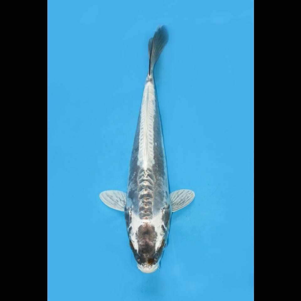 Good Koleksi - Kinkikokryu Calon Jumbo
