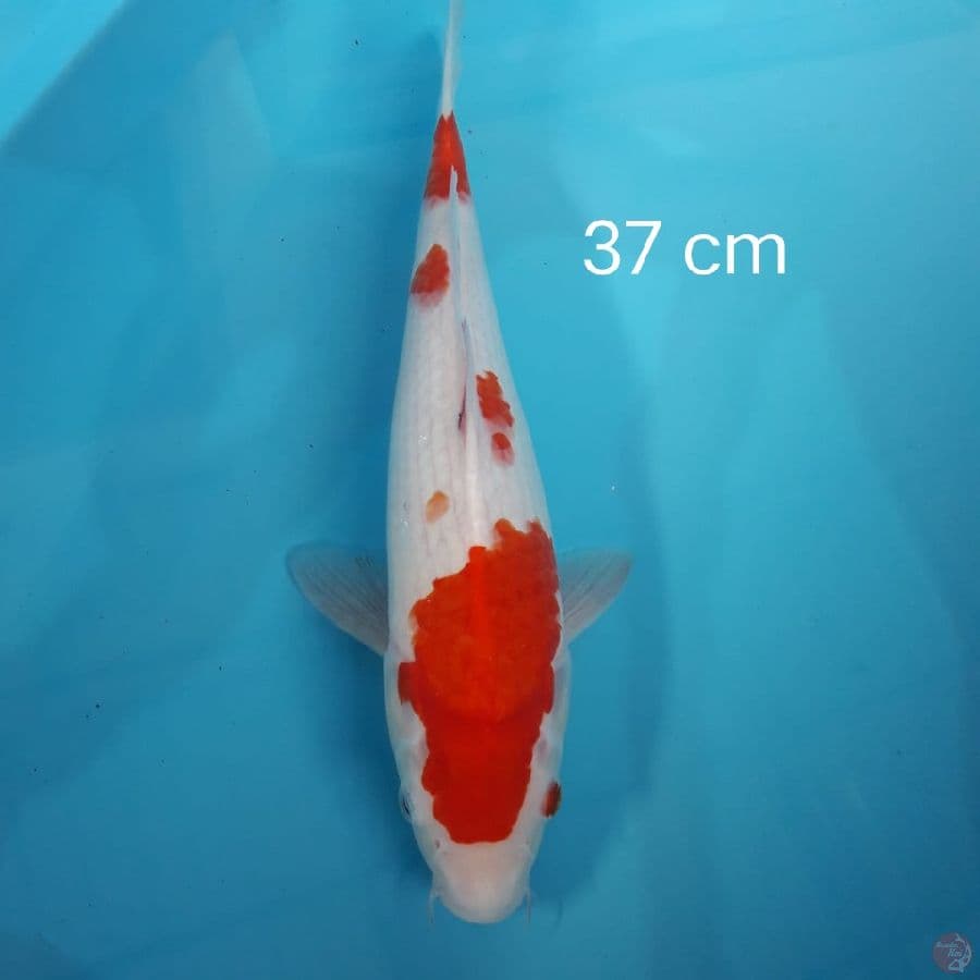Kohaku 37 cm