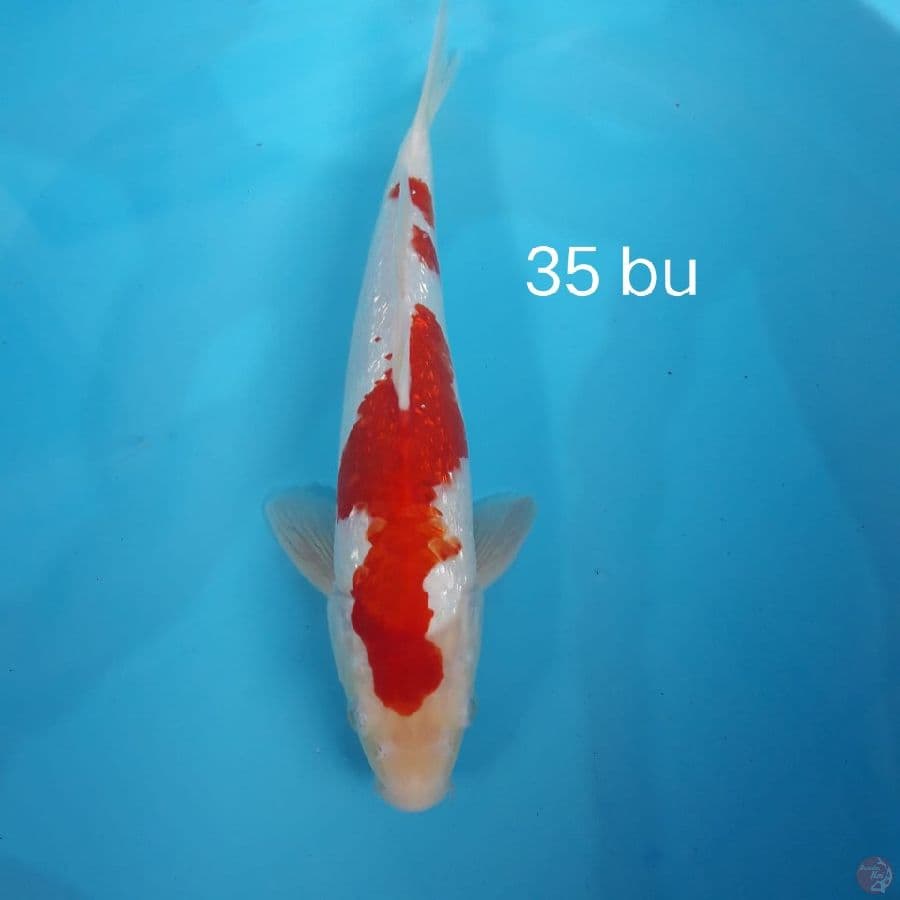 Kohaku gindrin 35 cm