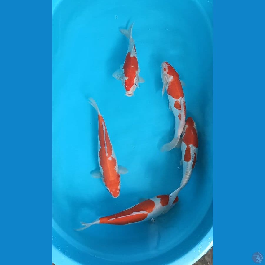 kohaku Doit 25-30cm - 5 ekor