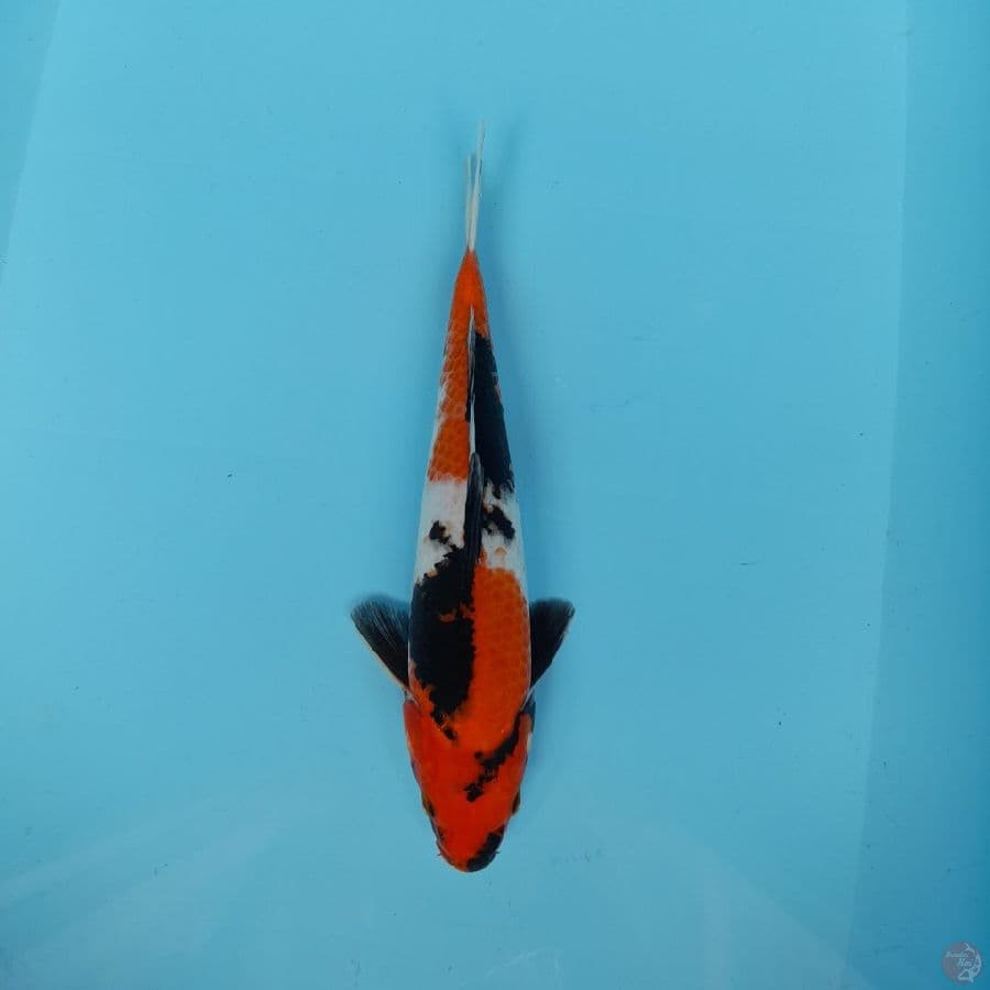 Showa 26 cm