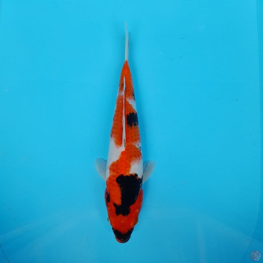 Showa 26cm