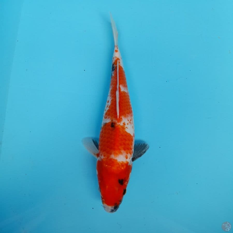 Showa 27 cm