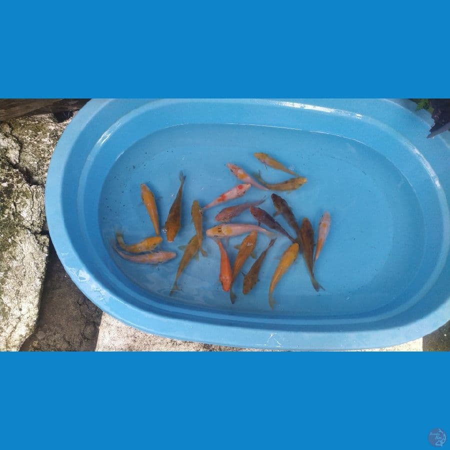 Paket Mix 20 ekor 13-17 cm