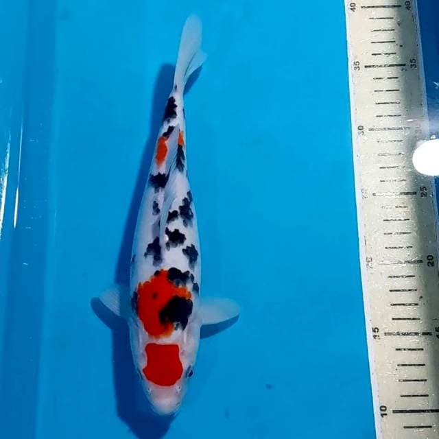 SANKE 27 CM