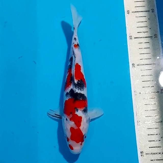 SANKE ORIGINAL 25 CM