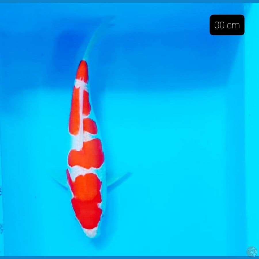 HQ kohaku doit 30 cm