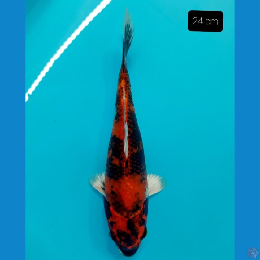 kin showa 24 cm