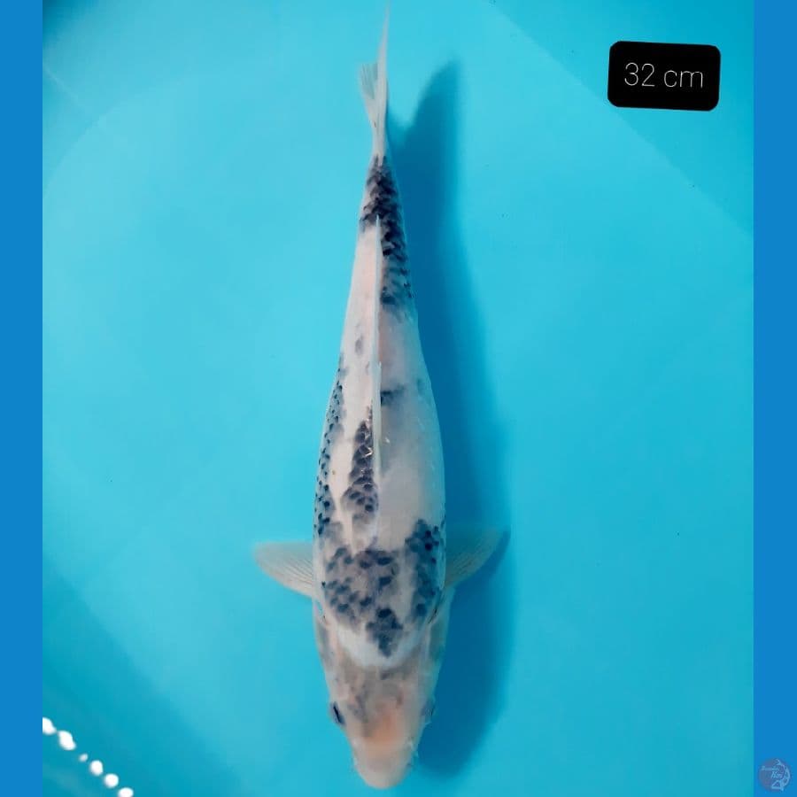 bahan 32 cm