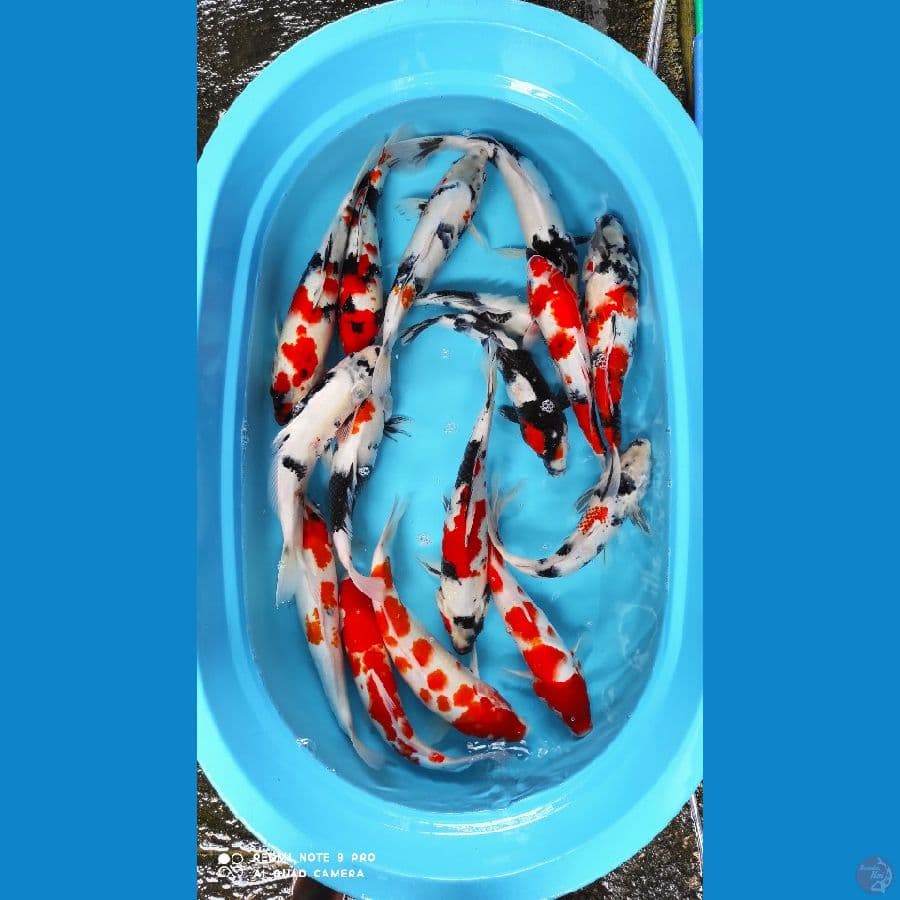 paket 16ekr