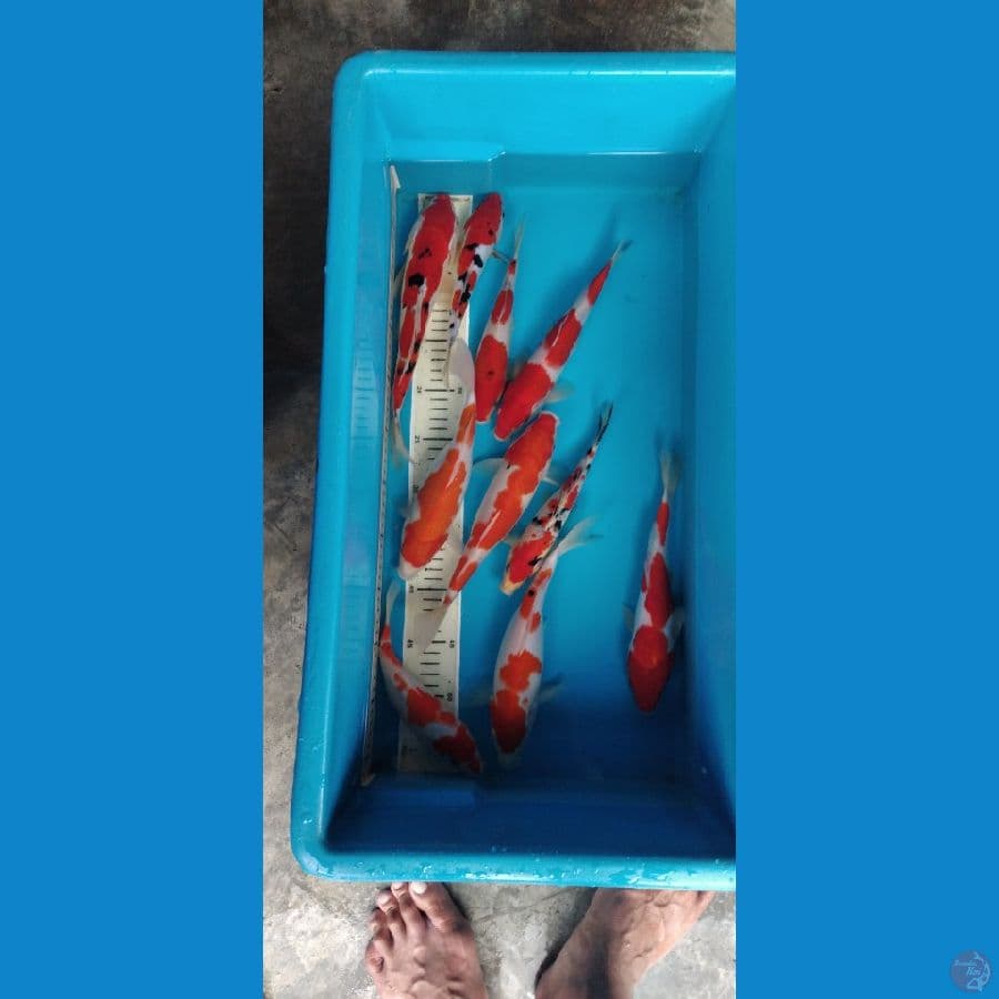 kohaku sanke 20-25 cm 10 ekor