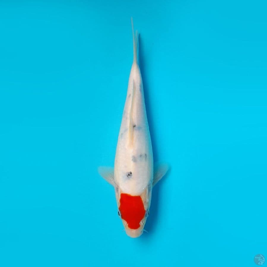 TANCHO SANKE DAINICHI 21CM