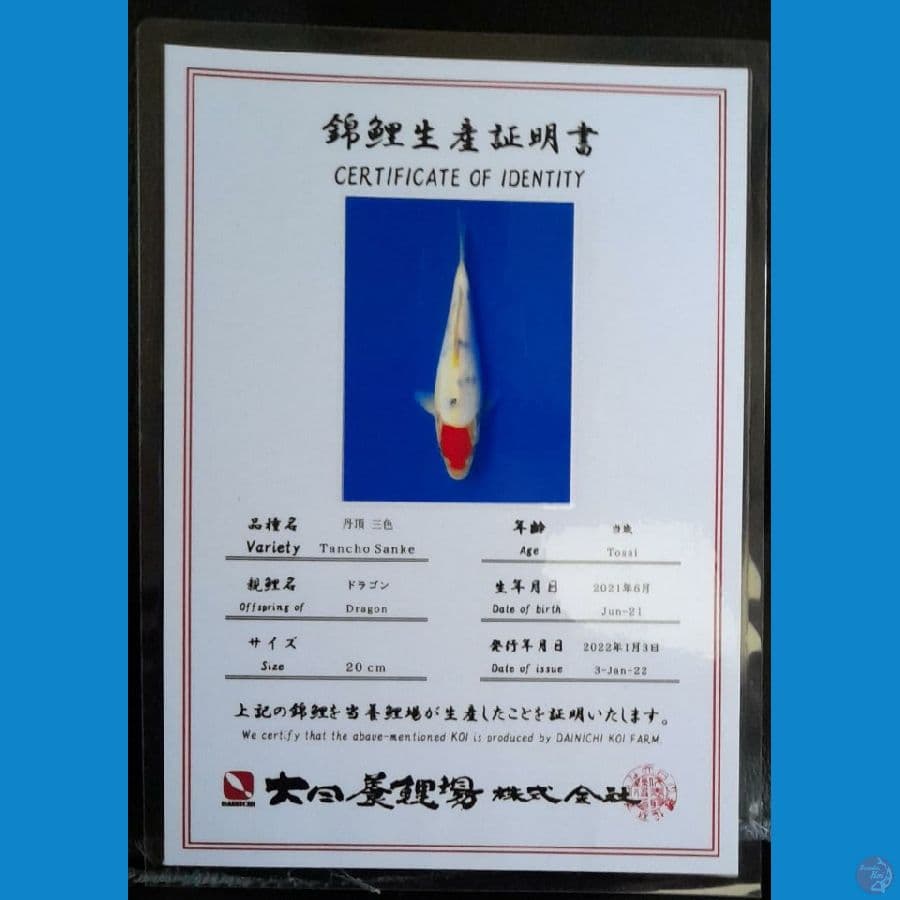 TANCHO SANKE DAINICHI 21CM
