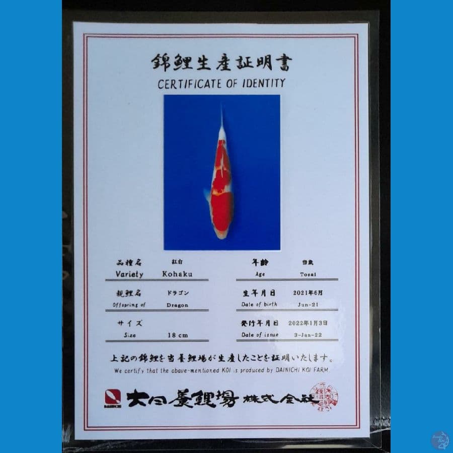 KOHAKU DAINICHI 19CM