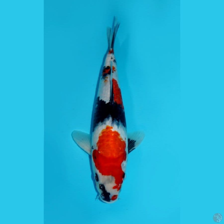 HATTORI - SHOWA, 30CM
