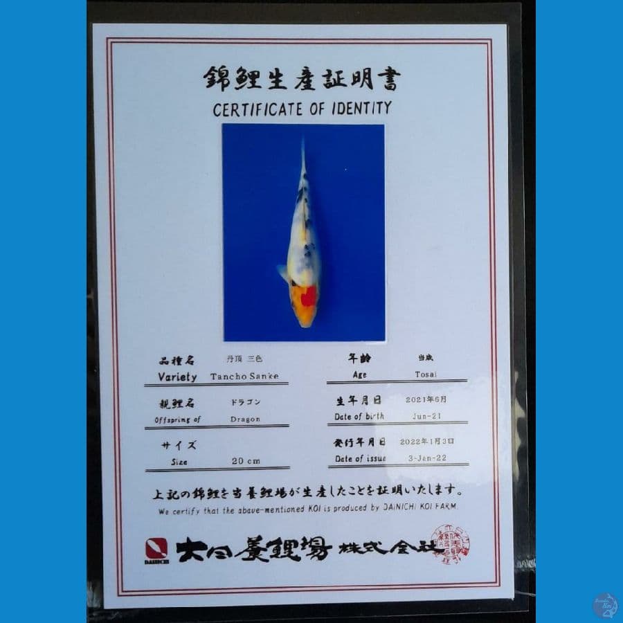 TANCHO SANKE 21CM